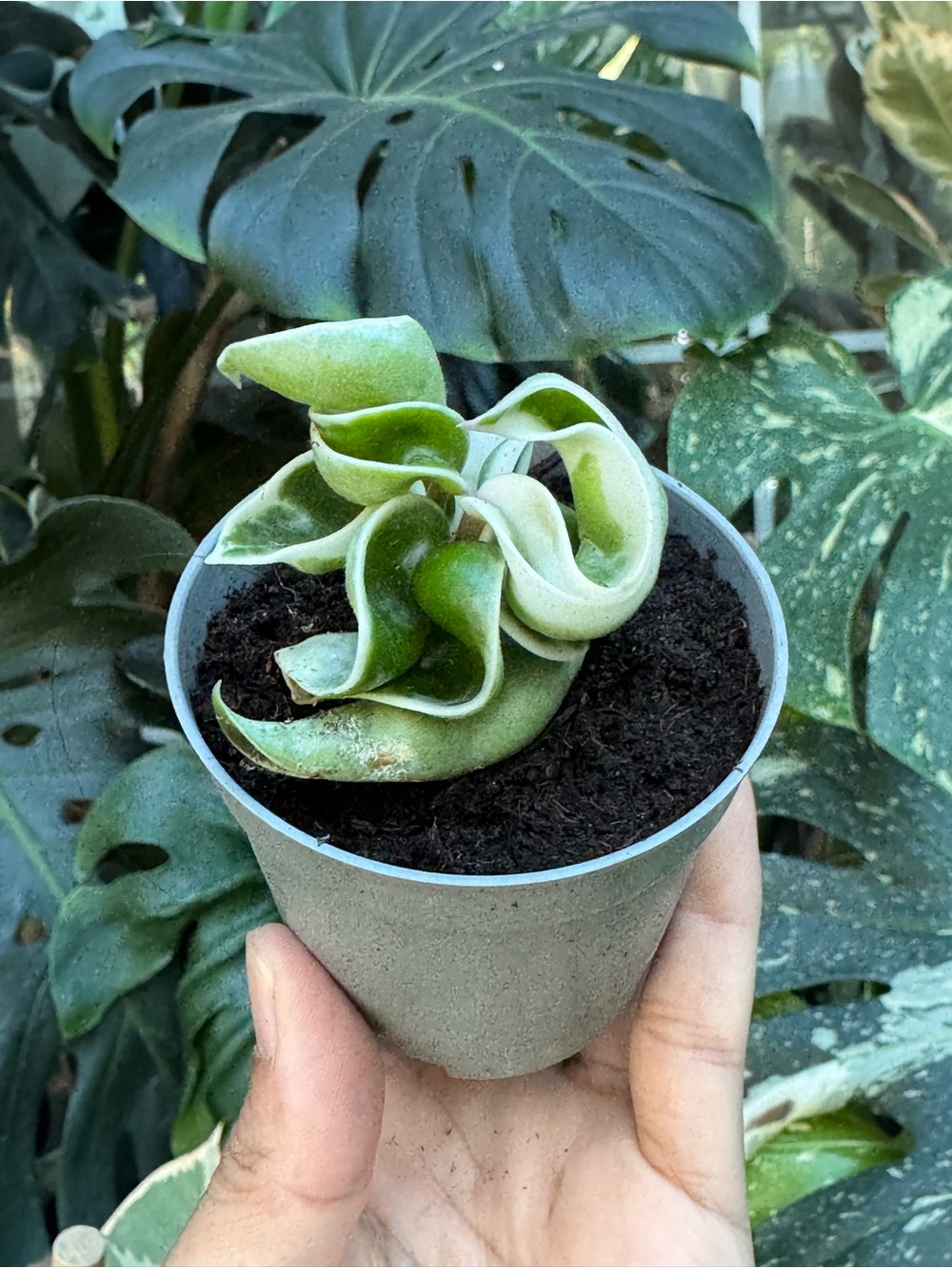 Variegated Hoya Hindu Rope (Hoya Carnosa 'Compacta') - Green and Cream